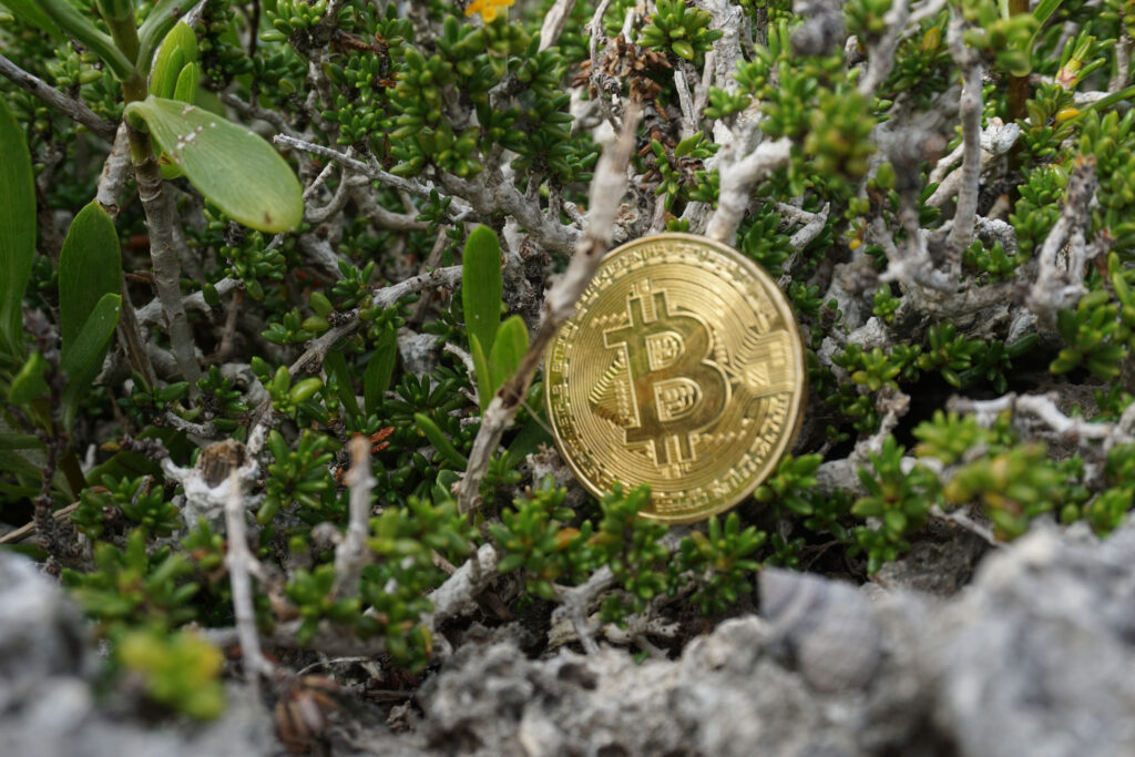 Bitcoin in the green foliage of a Caribbean Coastline