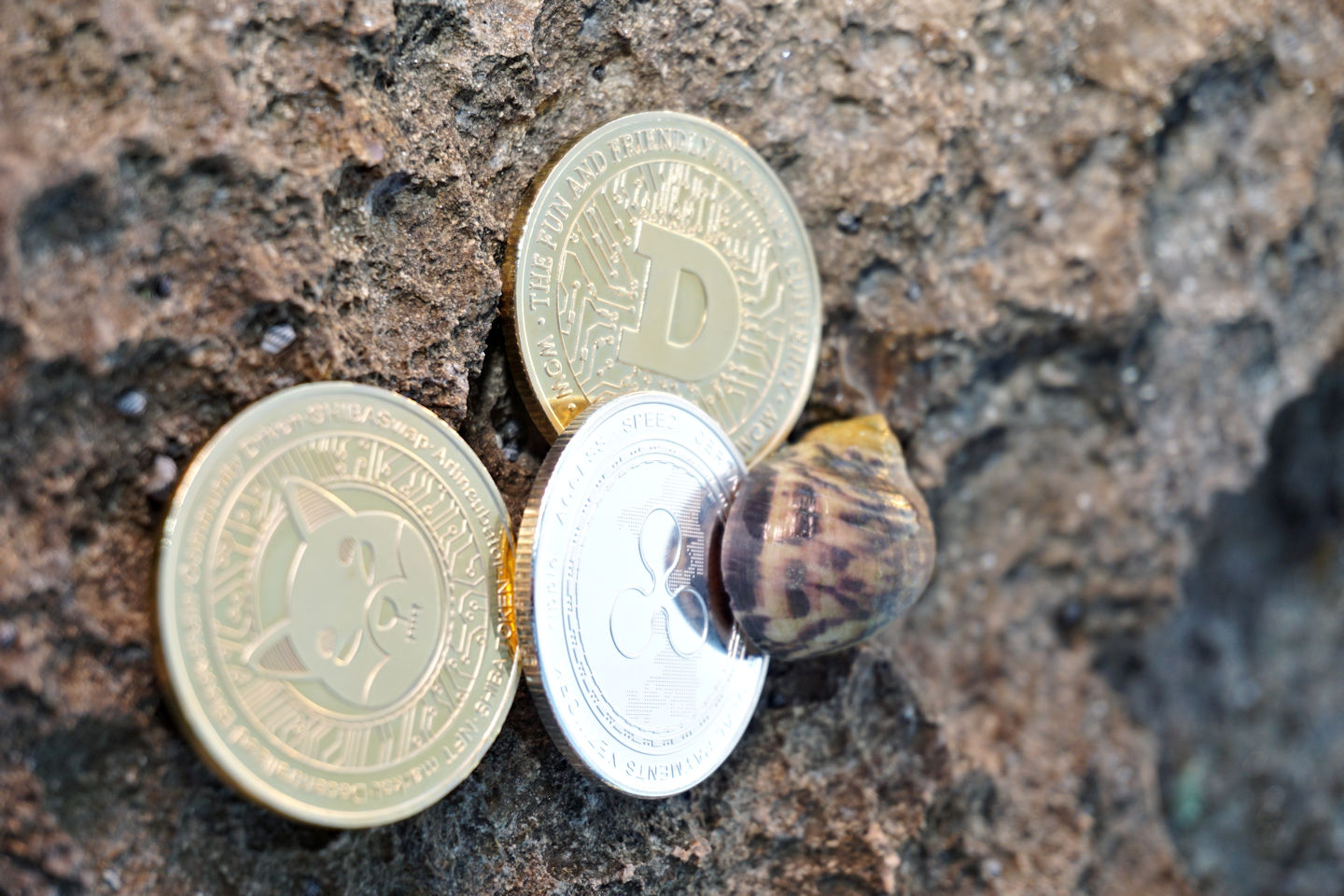 Cryptocurrency on the Rocks Under a Sea Snail Ⓒ 2023 – Crypto Coin Opps