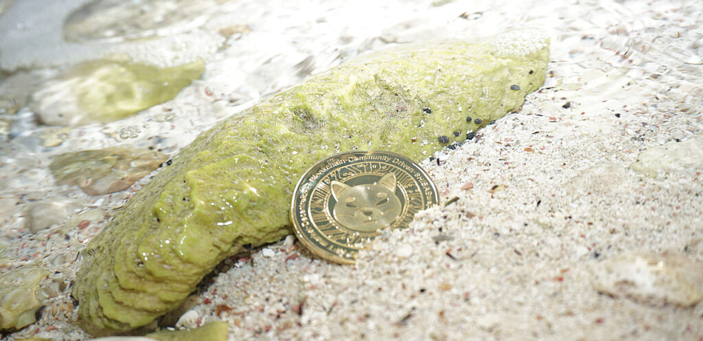 Shiba Inu ($SHIB) coin in cold water