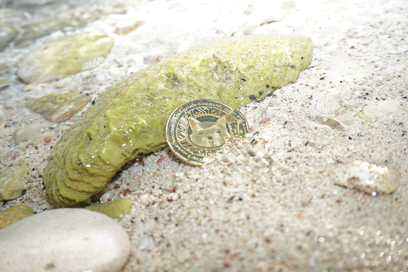 Shiba Inu Token ($SHIB) Under Water Ⓒ 2023 – Crypto Coin Opps